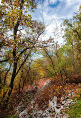 Obraz premium AUTUMNAL BUCOLIC GLIMPSE