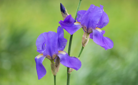 Beautiful purple iris flowers