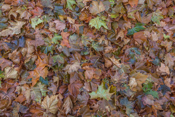 Autumn leaves pavement