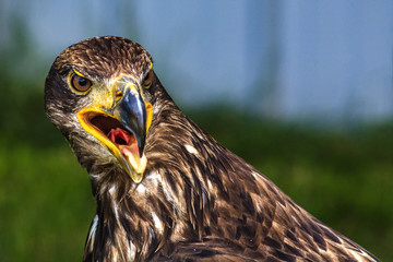 eagle on the lookout for prey