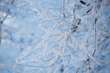 Hoarfrost on trees