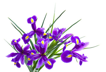 Bouquet of bulbous iris on white background