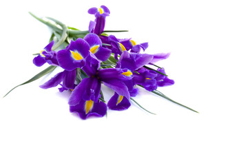 Bouquet of bulbous iris on white background
