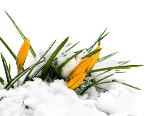 Spring crocuses with snow in the forest on a white background