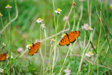 Closeup orange butterfly on flower