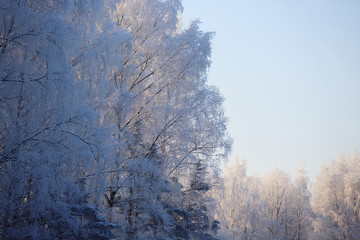 Obraz na płótnie Canvas Beautiful winter forest