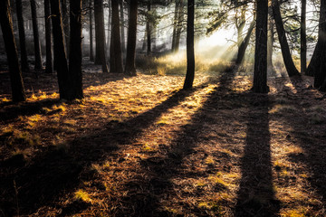 Fototapeta premium Ethereal glow of renewing early morning sun beams shining through the woods 