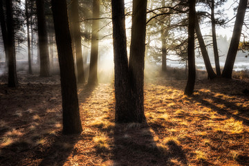 Ethereal glow of renewing early morning sun beams shining through the woods 