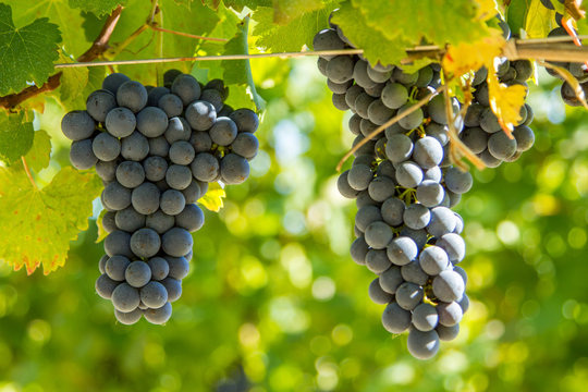 Bunches of red grapes