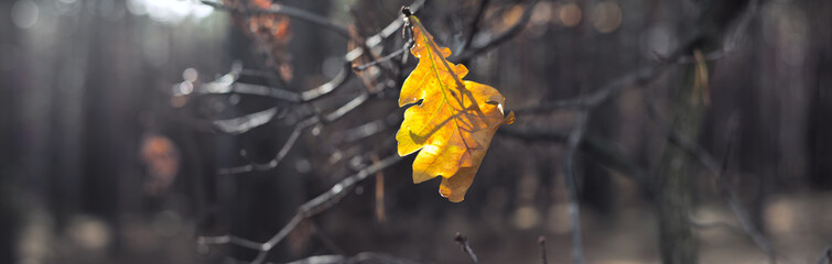 Last yellow leaf in dark autumn forest - autumn landscape, banner, panorama