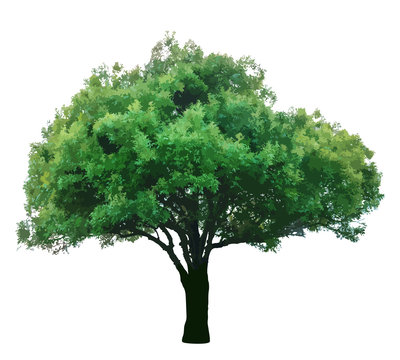 Green tree on white background vector