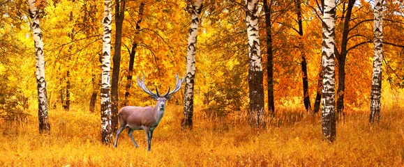 Foto auf Acrylglas Das erwachsene männliche Reh auf einem Hintergrund des Herbstwaldes, der wild lebenden Tiere © red150770