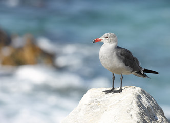 Seagull standing on a rock over looking the Pacific ocean.
