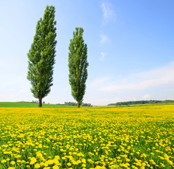 Poplars with dandelions on meadow. Spring landscape in sunny day.