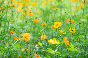 Yellow cosmos flower Soft focus.