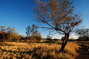 Australia Landscape : Native plants and trees in Australia Outback