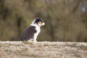 Sitzender Border Collie Welpe