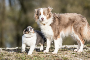 Erwachsener Border Collie und Welpe
