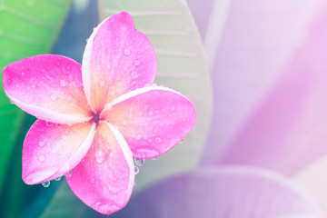 Plumeria flower with color filters, Soft focus.