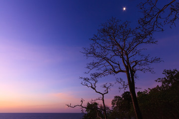 Obraz na płótnie Canvas Tree branches silhouette by the sea and sky background at sunrise.