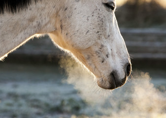 Fototapeta premium A white horses breath is visible on a frosty day.