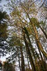 Herbstwald