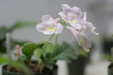 Flowing  Plant - African Violet - Streptococcus