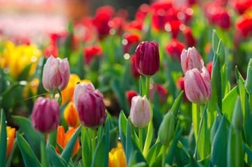 Tulip flowers