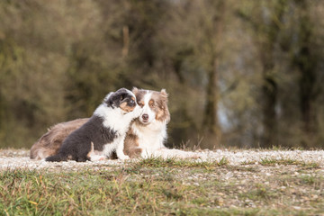 Erwachsener Border Collie und Welpe