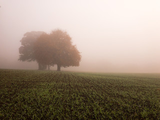 Naklejka na ściany i meble KIRKBY IN ASHFIELD, ENGLAND - OCTOBER 31: Trees in the fog, England. In Kirkby In Ashfield, Nottinghamshire, England. On 31st October 2016.