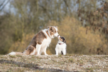 Erwachsener Border Collie und Welpe