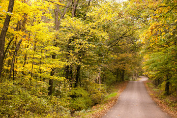 Fototapeta premium Maple trees in fall along a narrow country lane.