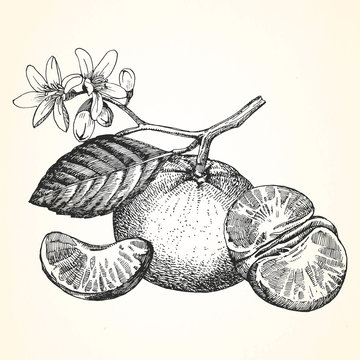 Hand-drawn illustration of Mandarin. Vector