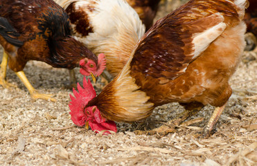 Hens