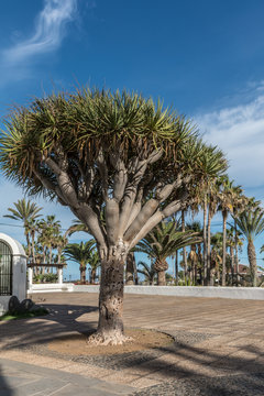 Dragonnier des Canaries