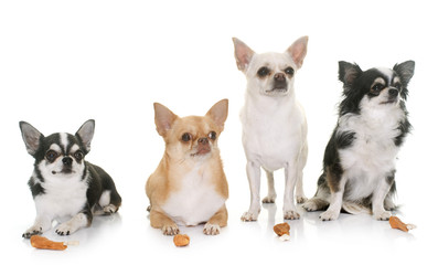 chihuahuas and treats