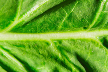 Macro closeup of fresh green chard leaf with water droplets and