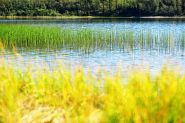Obraz premium Grass blades in Norway lake bokeh background