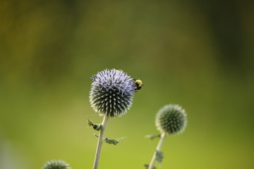 pollinator on flower