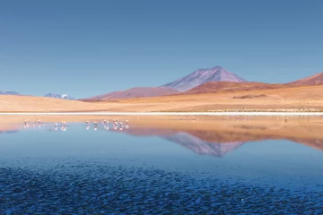 Tuinposter Landscape of flamingos and volcanoes in the Hedionda lake, Bolivia © jarcosa