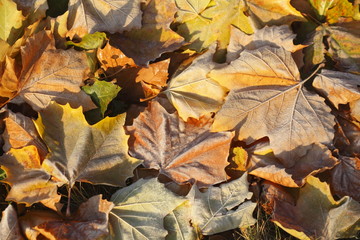 mit Raureif überzogenes verfärbtes Herbstlaub, Wiese