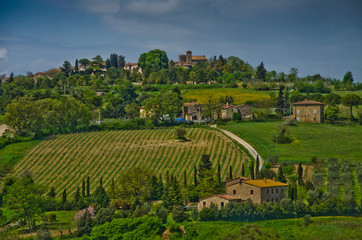 Tuscan vineyards