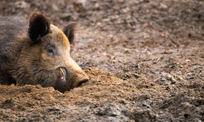 Porträt von einem Wildschwein im Wald