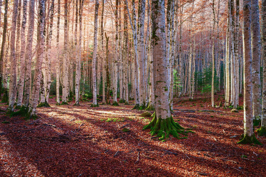 Autumnal landscape in a forest beech trees in the Natural Park Ordesa, Huesca, Spain