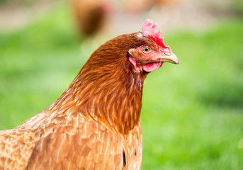 brown hen portrait
