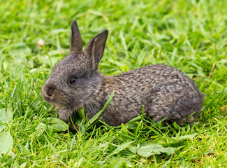 gray bunny in green grass