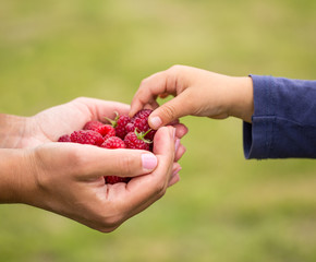 child taking raspberry
