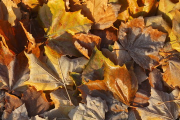 mit Raureif überzogenes verfärbtes Herbstlaub, Wiese