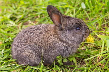 grey rabbit eating flower