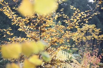 Herbstwald